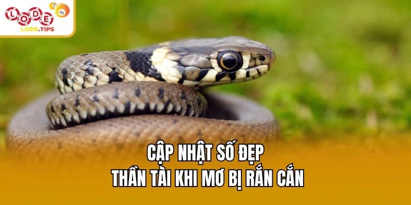 Cập nhật số đẹp thần tài khi mơ bị rắn cắn