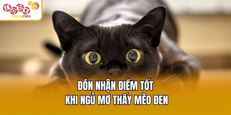 Đón nhận điềm tốt khi ngủ mơ thấy mèo đen