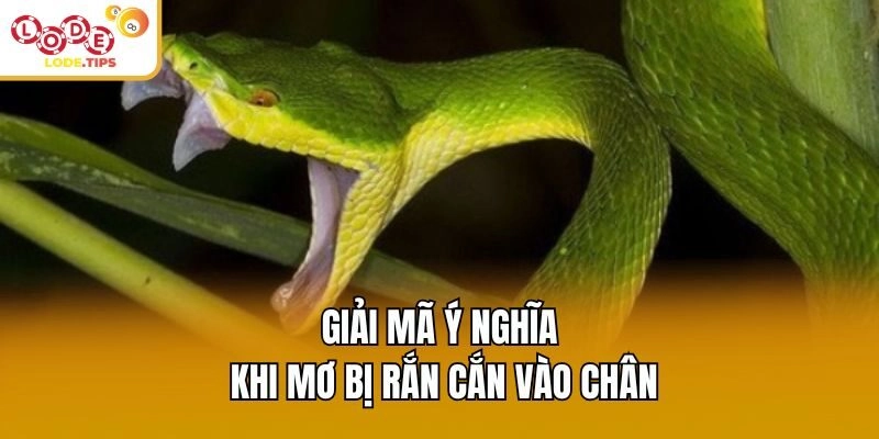 Giải mã ý nghĩa khi mơ bị rắn cắn vào chân