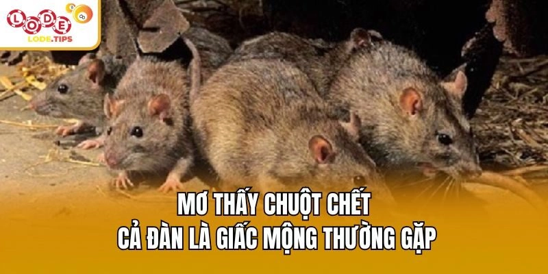 Mơ thấy chuột chết cả đàn là giấc mộng thường gặp