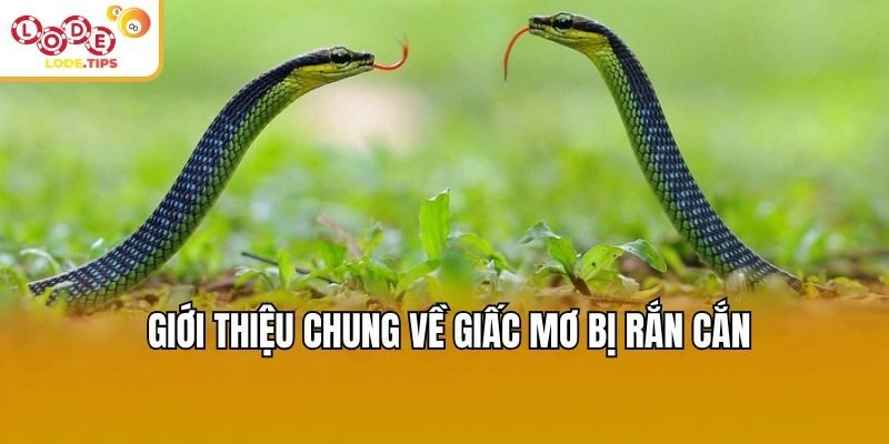 Giới thiệu chung về giấc mơ bị rắn cắn