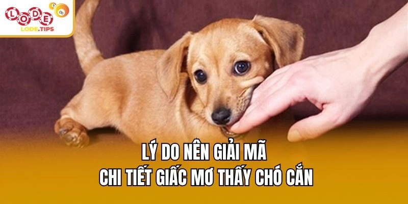 Lý do nên giải mã chi tiết giấc mơ thấy chó cắn