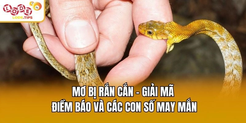 Mơ Bị Rắn Cắn – Giải Mã Điềm Báo Và Các Con Số May Mắn