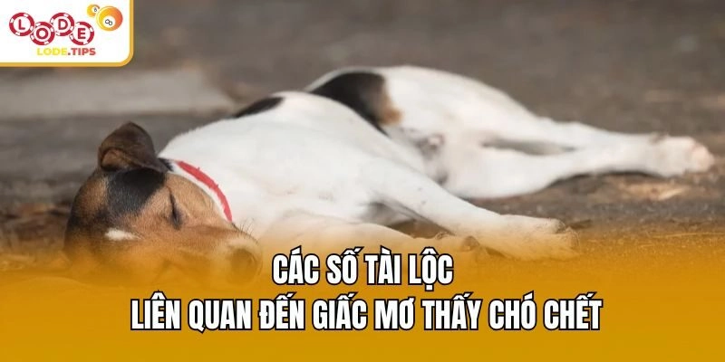 Các số tài lộc liên quan đến giấc mơ thấy chó chết