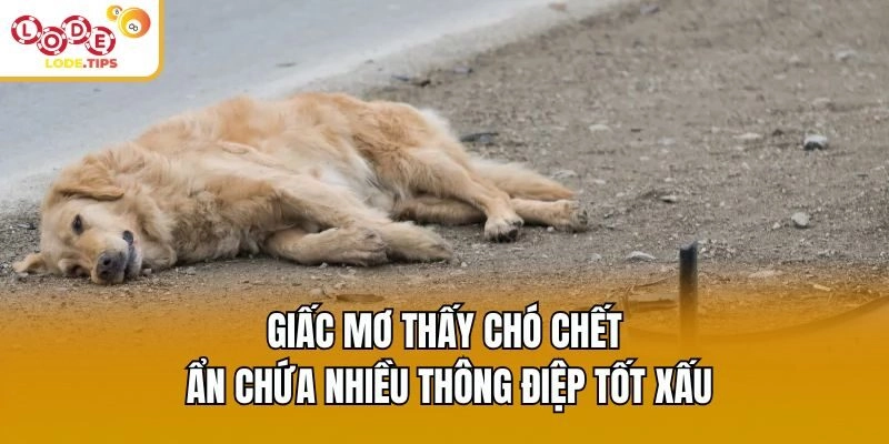 Giấc mơ thấy chó chết ẩn chứa nhiều thông điệp tốt xấu
