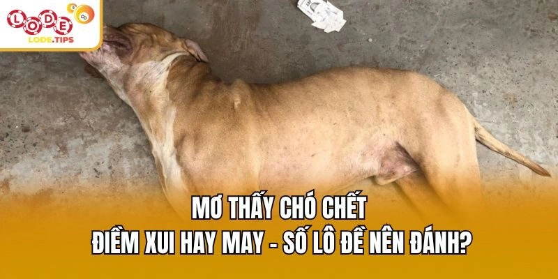 Mơ Thấy Chó Chết Điềm Xui Hay May - Số Lô Đề Nên Đánh?