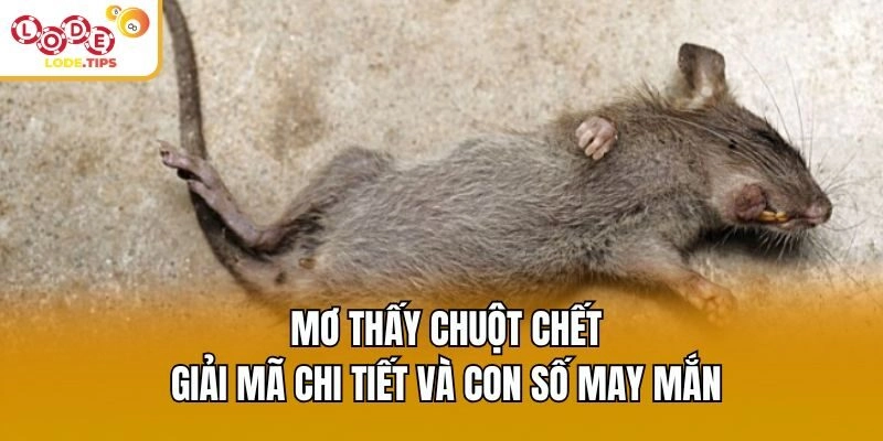 Mơ Thấy Chuột Chết: Giải Mã Chi Tiết Và Con Số May Mắn