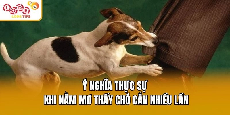 Ý nghĩa thực sự khi nằm mơ thấy chó cắn nhiều lần