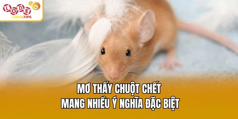 Mơ thấy chuột chết mang nhiều ý nghĩa đặc biệt